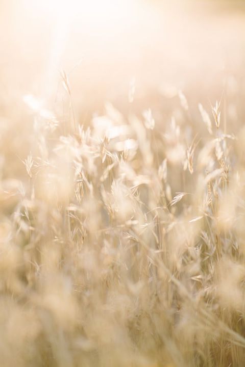 Golden Fields of Wheat | Rachel Solomon Photography | Magic Hour - Sun-Gilded Bohemian Bridal Portraits