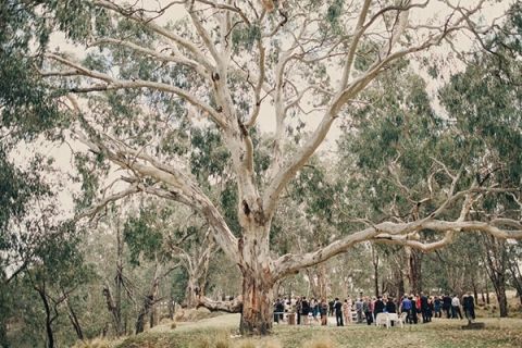 Eucalyptus Grove Ceremony on the River | Oli Sansom Photography | See More! https://heyweddinglady.com/natural-beauty-riverside-australian-wedding-by-oli-sansom-photography/