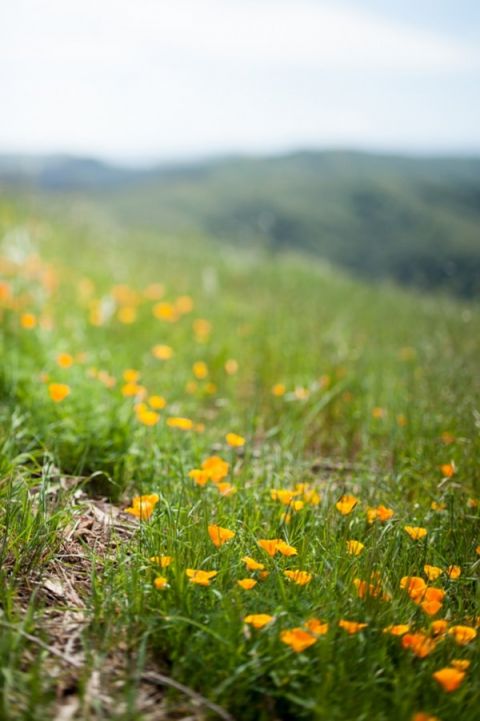 California Poppies for a Mount Tamalpais Wedding | Dawn Huemann Photography | See more! https://heyweddinglady.com/sweet-and-stylish-mountaintop-wedding-by-dawn-heumann-photography/