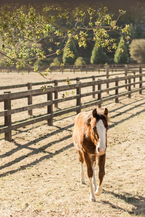 Adorable Horse at a Ranch Wedding