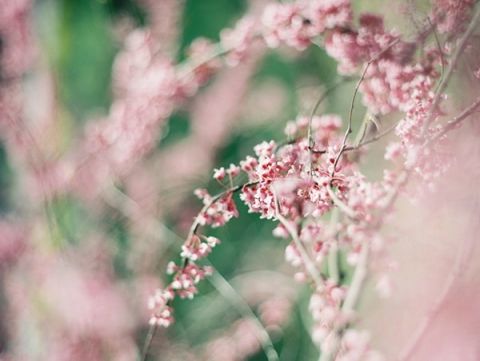 Ethereal Cherry Blossoms | JoPhoto | Blooming Spring Orchard Engagement Captured on Film