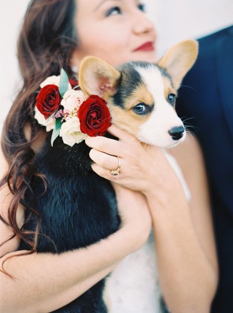 Corgi Puppy with a Flower Wreath