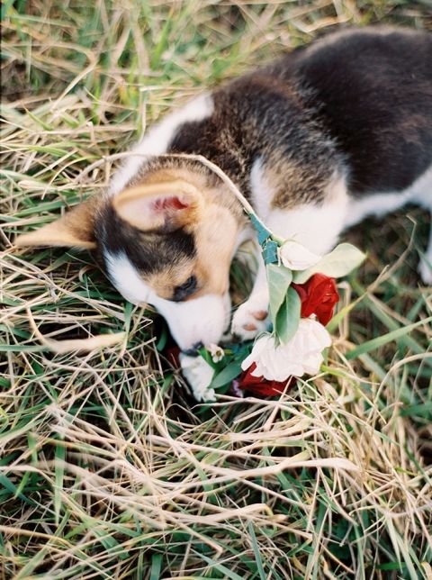 Adorable Corgi with a Floral Wreath