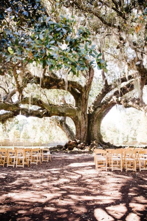 Tree of Life NOLA Wedding Ceremony