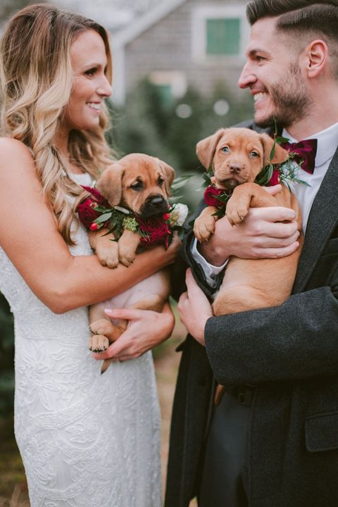 Christmas Puppies are brining extra joy this holiday season